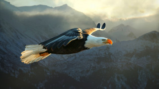 Bald eagle mountains clouds majesty - bald free wallpaper