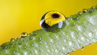 Yellow black ball green leaf - ball free wallpaper for desktop