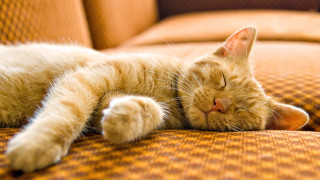 Sleeping cat couch closed eyes - tranquil free wallpaper