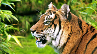 Tiger wideopen mouth grass nature - mouth wide open free wallpaper
