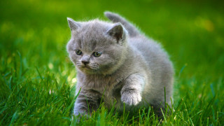 Kitten grassy field cute blurry - its paw free wallpaper for desktop