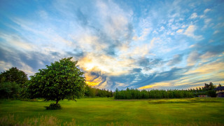 Tree field sunset clouds horizon 2 - a sunset in the distance free wallpaper