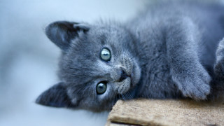 Gray kitten blue eyes curious - a pillow free wallpaper