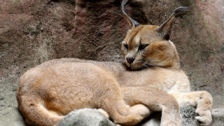 Cat sleeping rock zoo enclosure - a rock in a zoo enclosure free wallpaper for desktop