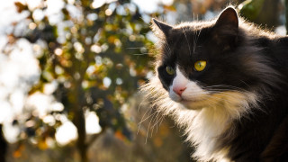 Black cat yellow eyes portrait 2 - majestic free wallpaper