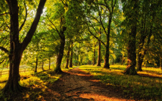 Dirt path forest trees fence - in the background free wallpaper for desktop