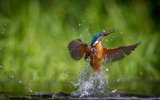 Bird fish water splash aurora - a fish free wallpaper
