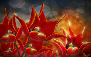 Red flower blurry background light - digital painting free wallpaper for desktop