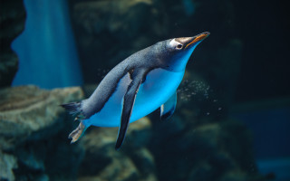 Penguin aquarium blue black white - the bottom of the image free wallpaper for desktop