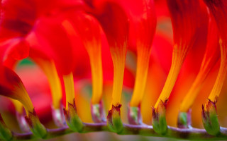 Flower red yellow green macro - elizabeth durack free wallpaper