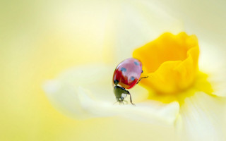 Ladybug whiteflower yellowpetals foreground macro - a ladybug free wallpaper