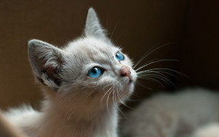 White kitten blue eyes looking - a white kitten free wallpaper for desktop