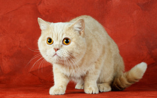 Cat yellow eyes red background - fructose free wallpaper