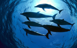 Dolphins ocean sunlight blue water - the sun light free wallpaper