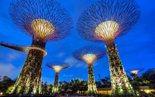 Lit trees night lights clouds - a group of trees free wallpaper
