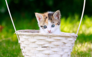Kitten basket grass blueeyes blurry - a basket free wallpaper