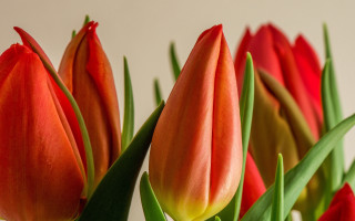 Red flowers vase table shallow - red flower free wallpaper