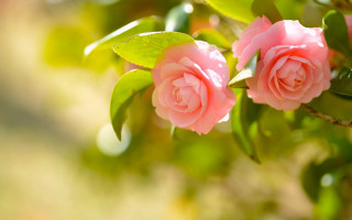 Pink flower macro bokeh leaves - cindy wright free wallpaper for desktop
