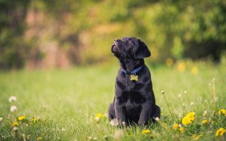 Black dog field yellow tag - sense of awe free wallpaper