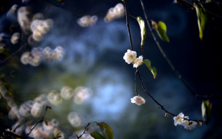 White flower branch blonde girl - soft focus free wallpaper