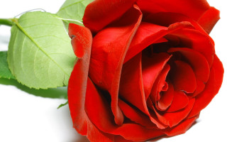 Red rose green leaf white - single free wallpaper