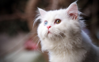 White cat blue eyes symmetrical - a white cat free wallpaper for desktop