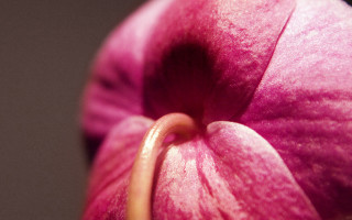 Pink flower brown stem macro - end free wallpaper