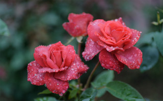 Red roses water droplets bokeh 2 - two red rose free wallpaper