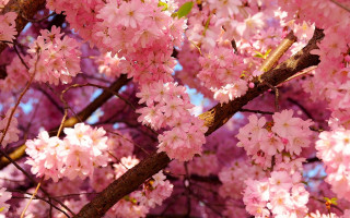 Pink sakura tree spring flower - a few branch free wallpaper