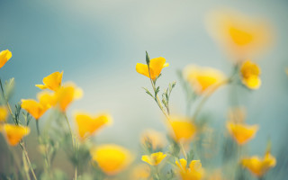 Yellow flower field blue sky - soft focus free wallpaper