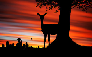 Deer grass tree sunset city - a deer free wallpaper