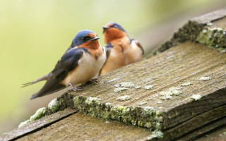Birds on wooden plank beach - brad holland free wallpaper for desktop