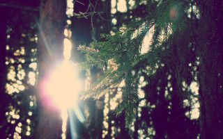 Sunshine forest lens flare nature - free light wallpaper