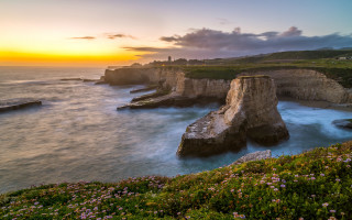 Sunset ocean cliff flowers matte - the rock and the water free wallpaper