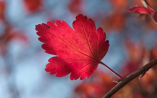 Red leaf branch blue sky - a few leaf free wallpaper for desktop