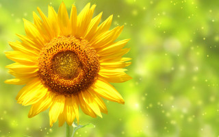 Yellow sunflower blurry background vibrant - summer vibrancy free wallpaper