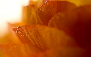 Flower water droplets orange yellow - petal and petals free wallpaper