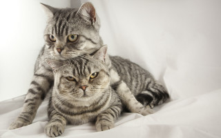 Cat tiger wolf yellow eyes - a serious look free wallpaper