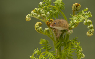 Small mouse on green plant - colin moss free wallpaper