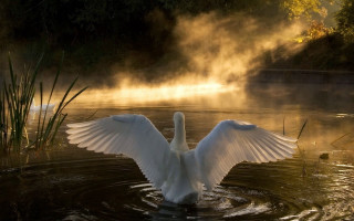 Swan flapping wings lake mist - mist free wallpaper for desktop