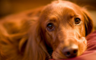Dog longhair laying bed sad - a bed free wallpaper