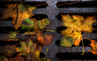 Grill leaves autumn environmental art - andrew geddes free wallpaper
