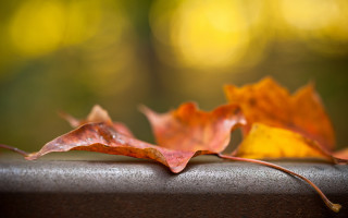 Leaves table blurry background deep - deep free wallpaper