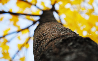 Yellow leaves blue sky shallow - carol bove free wallpaper