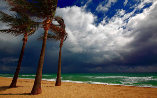 Beach palm trees cloudy sky - the ocean in the background free wallpaper