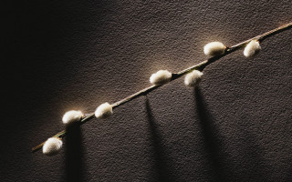 White plant shadow wall black - a stem free wallpaper