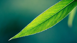 Green leaf blurry background macro - here free wallpaper for desktop