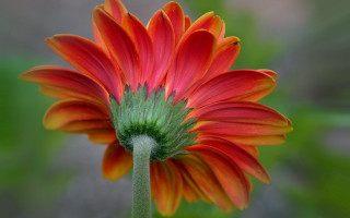 Red orange flower macro blurry - macro photography free wallpaper