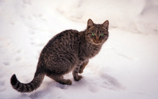Cat snow curious green eyes - the snow free wallpaper
