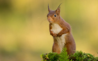 Red squirrel green plant mossy - its front paw free wallpaper for desktop